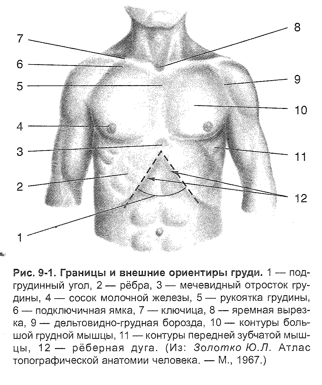 Уплотнение в районе солнечного сплетения. Костные ориентиры грудной клетки. Топографические линии грудной клетки пропедевтика. Подключичная ямка.