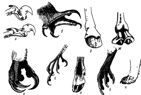オシュマリンp ピクノフd G 自然の中の足跡 土と雪の上の動物の足跡 四肢とその機能 陸生脊椎動物の肢の構造