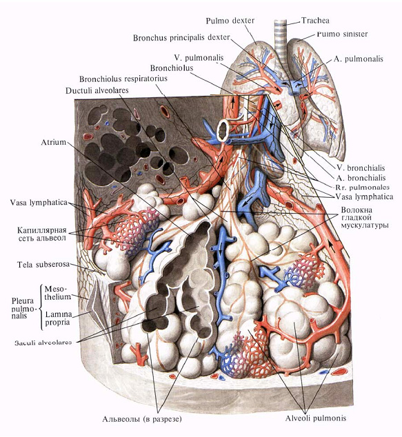 Ацинуса легкого схема