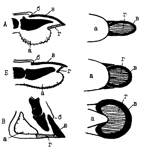 オシュマリンp ピクノフd G 自然の中の足跡 土と雪の上の動物の足跡 四肢とその機能 陸生脊椎動物の肢の構造