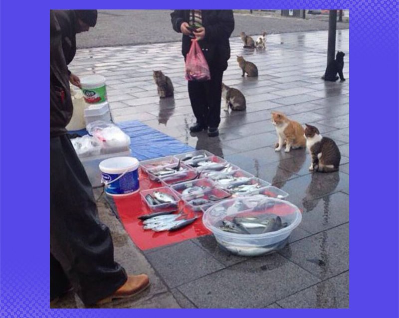 Что такое постирония и как её понять