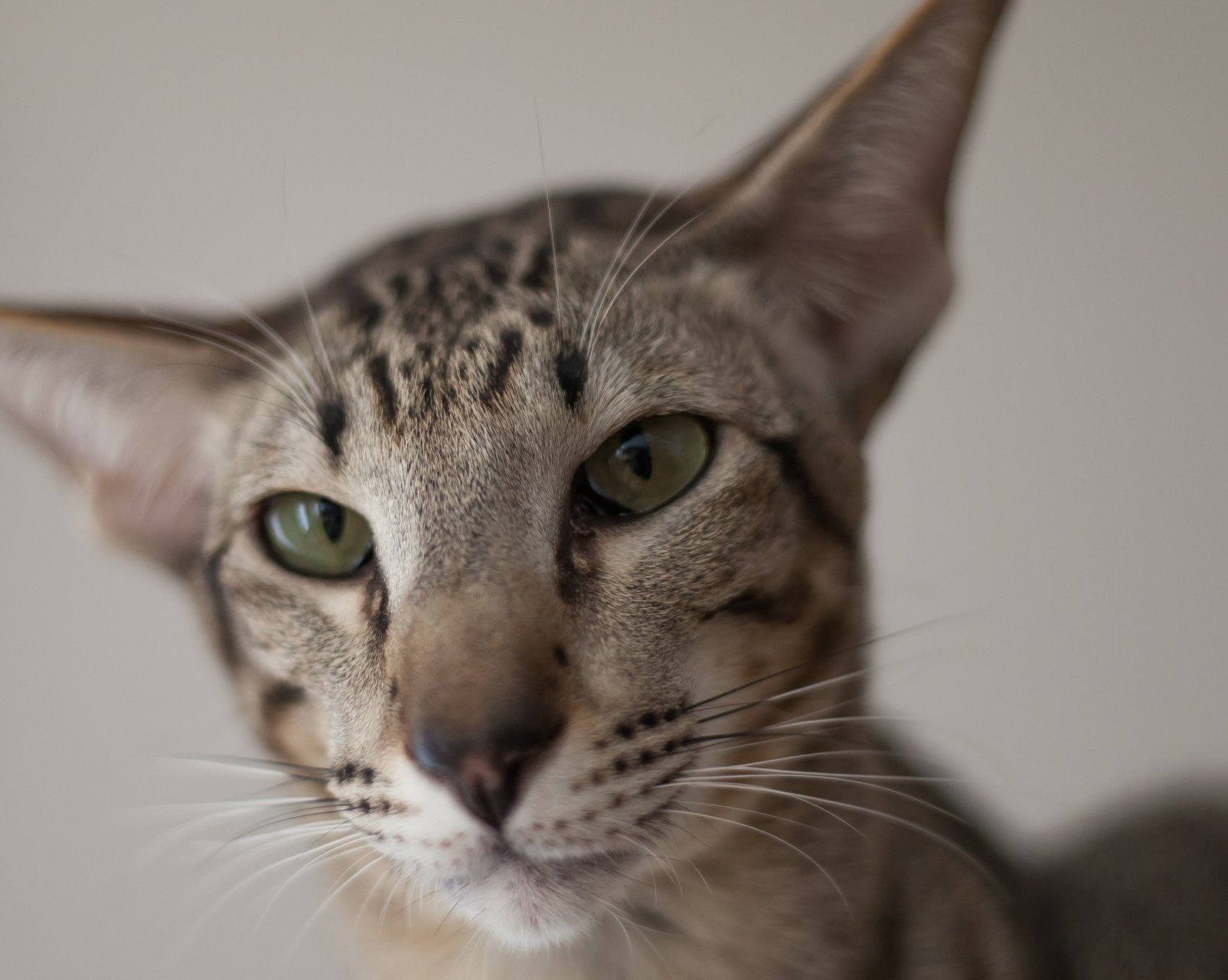 Ориентальная кошка: описание породы, характер, уход