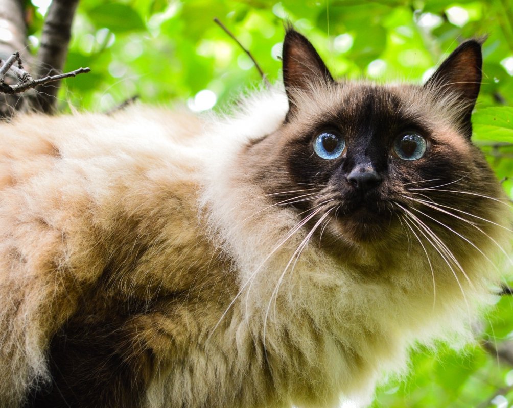 Породы кошек с большими ушами: 11 вариантов