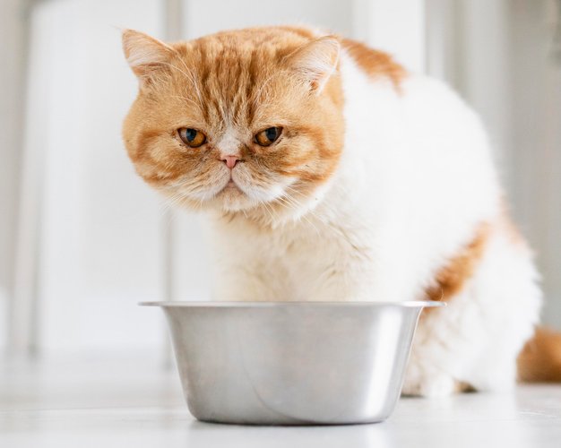 Как понять, что кошка умирает