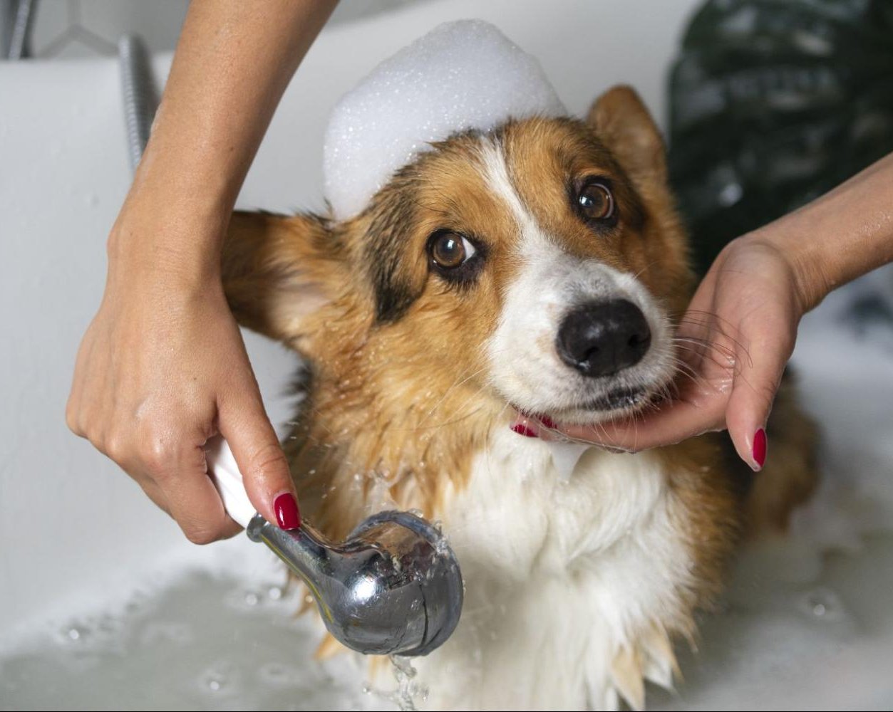 Как часто можно мыть собаку и как это делать