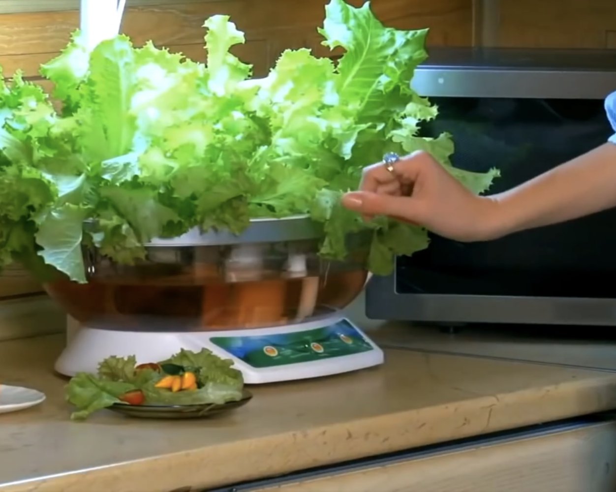 Гидропоника: как это работает в домашних условиях и с чего начать