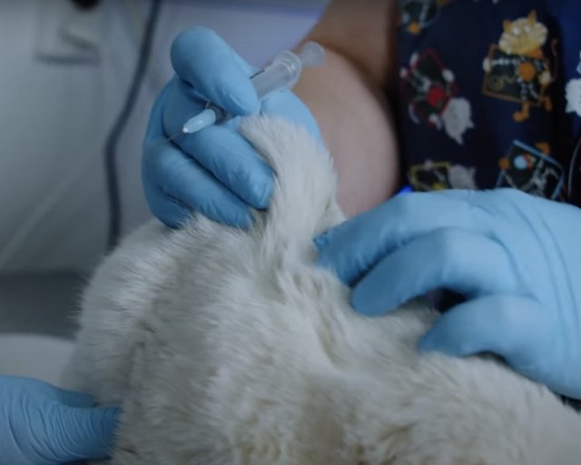 Как сделать укол кошке в холку или в бедро