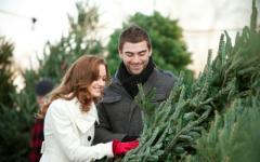 Algunos consejos sobre cómo mantener un árbol de Navidad vivo en casa por más tiempo Árbol de Navidad sobre cómo mantener un árbol de Año Nuevo en casa.