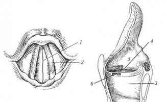 La estructura del aparato vocal humano.